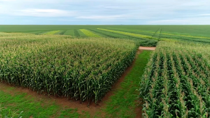 No meio da imensidão do Oeste da Bahia, o milho é o parceiro ideal da soja