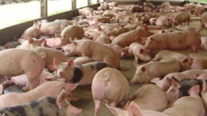 Novo caso de peste suína em fazenda alemã visto como fardo para negociações de proibição de importação