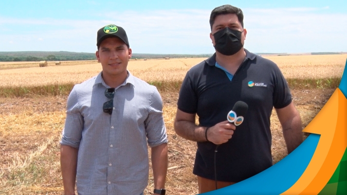 Trigo do cerrado passa das 110 sc/ha em Cabeceira Grande/MG enquanto plantio da soja avança