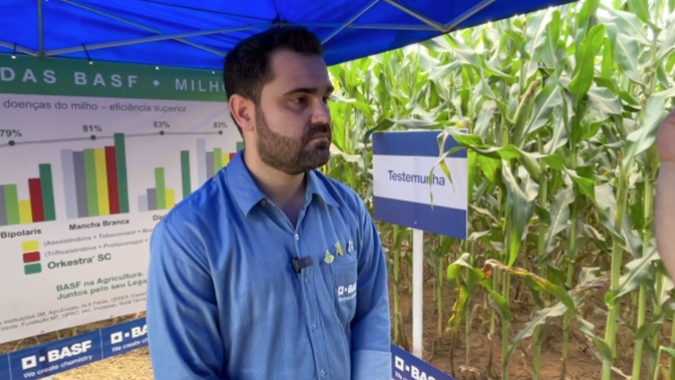Com o aprimoramento genético visando produtividade nos híbridos de milho, proteção das plantas diminuiu e doenças secundárias ganharam relevância