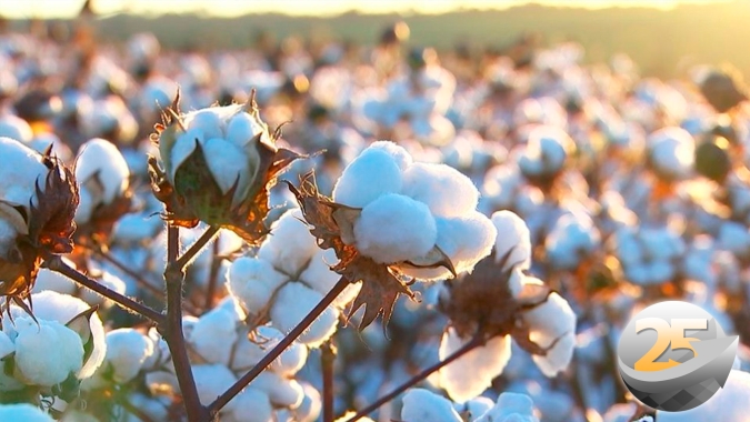 Colheita do algodão avança em Goiás com queda de produtividade e qualidade