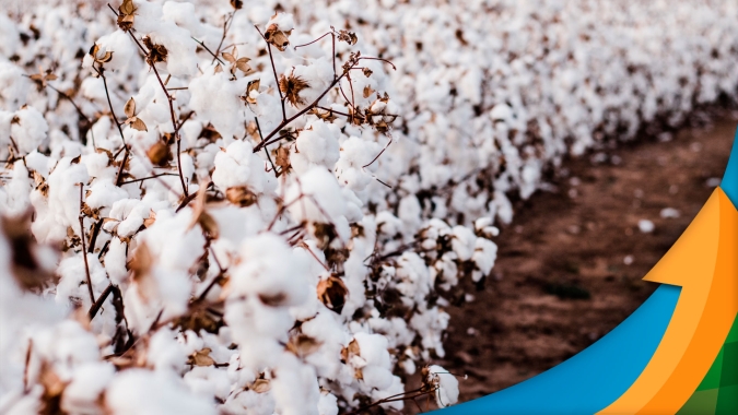 Colheita de algodão na Bahia avança e atinge 27% da área plantada; expectativa para uma produção de 600 mil toneladas nesta safra