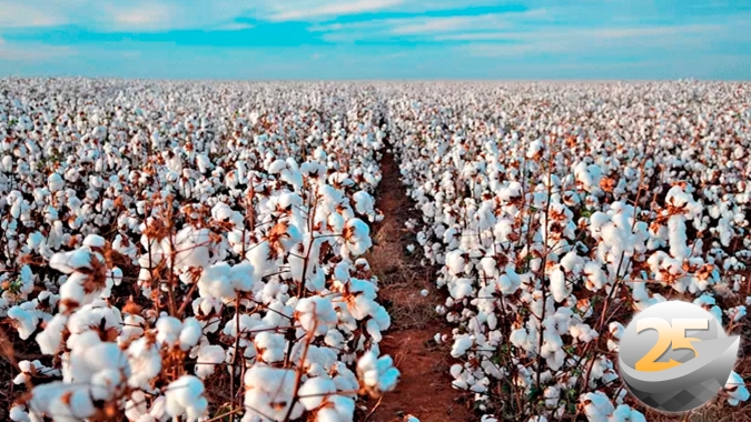 Mato Grosso aumenta área semeada com algodão e espera mais de 2 milhões de toneladas de pluma