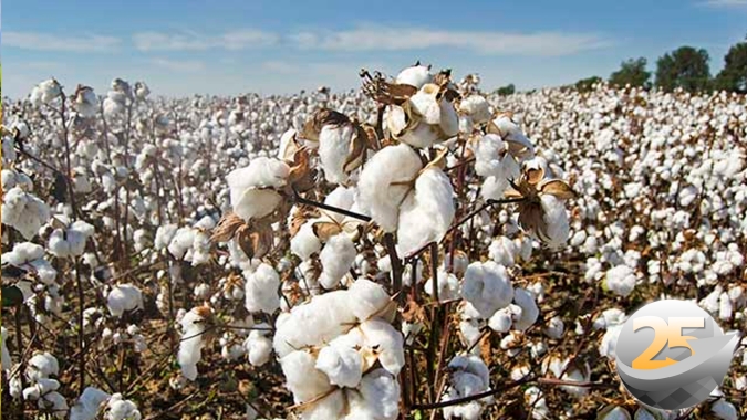 Abrapa promove visita à Ásia para estreitar relacionamentos e buscar novos mercados para o algodão brasileiro