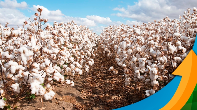 Mato Grosso ampliou área e espera boa produtividade no algodão