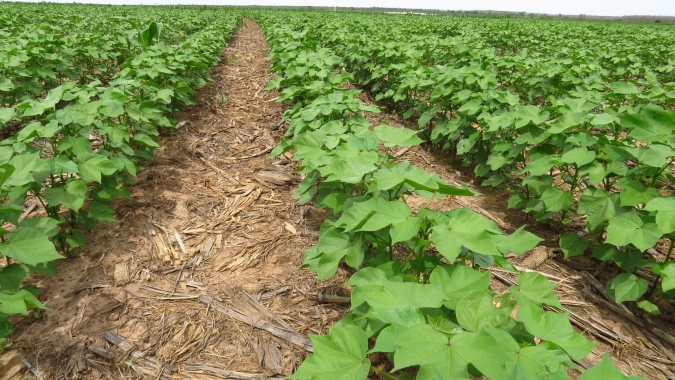 Plantio da nova safra de algodão entra na reta final, enquanto o Brasil conclui o beneficiamento de uma produção recorde, aponta relatório da Abrapa