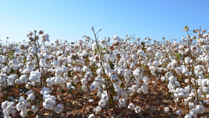 Área de algodão cai no Brasil, mas produtividade recorde sustenta produção maior, estimada em 4,41 milhões de toneladas
