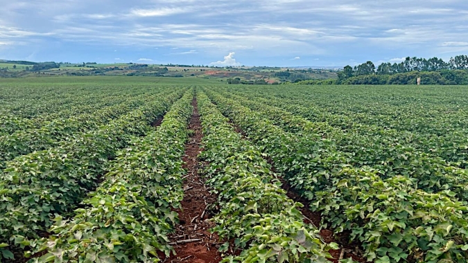 Minas Gerais amplia área plantada de algodão em 34%, mas seca ameaça a produtividade