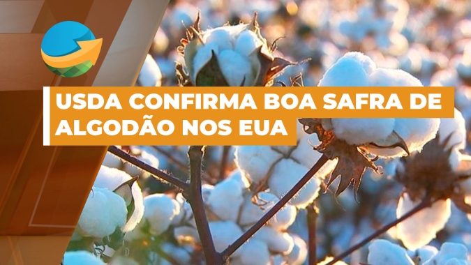USDA confirma boa safra de algodão nos EUA e preços internacionais devem seguir pressionados