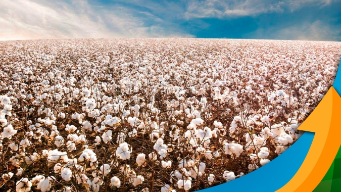 Após obter maior média de produtividade do país em 2023, Minas Gerais espera mais uma safra positiva de algodão em 2024