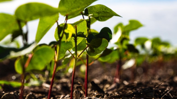 Sumitomo Chemical lança o fungicida Pladius®, que controla a principal doença foliar do algodoeiro