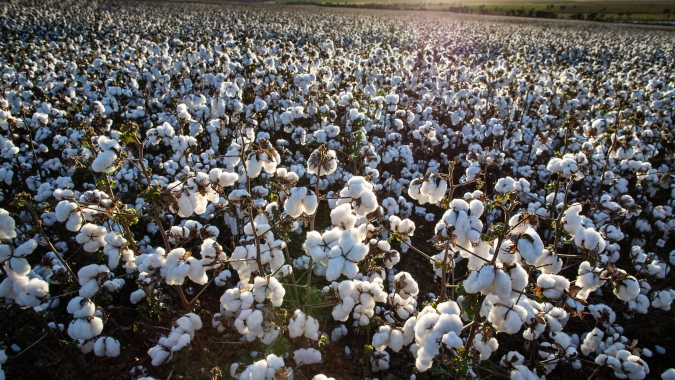 Algodão tem variações mistas em NY após dados de produção do USDA