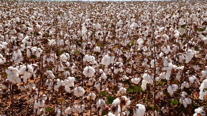 Colheita do algodão alcança 13,1% em Mato grosso e Imea indica atraso em relação à média histórica