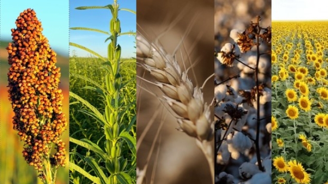 Segunda safra além do milho: produtores buscam alternativas de cultivo em 2024