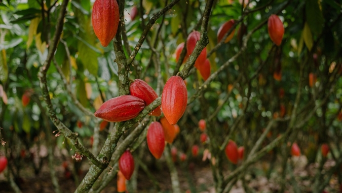 AIPC e CocoaAction Brasil lançam série sobre o Currículo de Sustentabilidade do Cacau