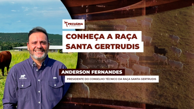 De origem norte-americana, a Santa Gertrudis é uma raça conhecida pela rusticidade, versatilidade e pelo diferenciado ganho médio diário no peso