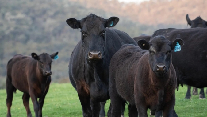 Trump assina decretos para permitir que pecuaristas protejam rebanhos de lobos e ampliem processamento de carne
