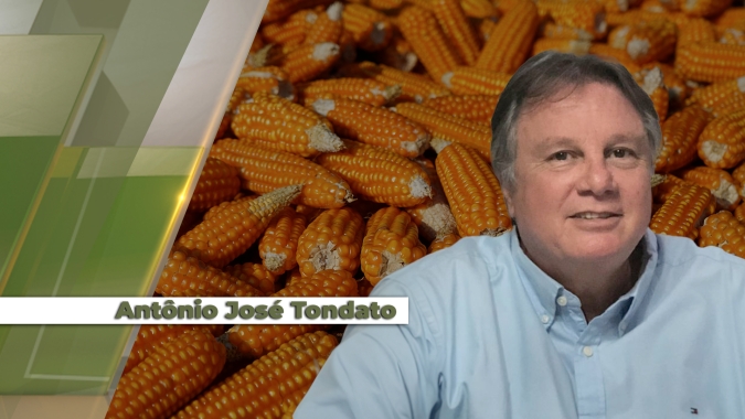 Perdas na produtividade do milho safrinha em Cândido Mota (SP) chegam a 60%, segundo produtor local