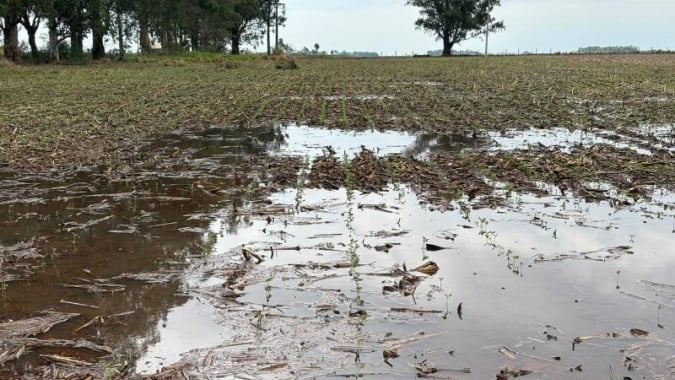 Excesso de chuva exige atenção no plantio da soja