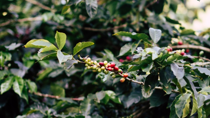 Café: Futuros do arábica têm nova sessão de altas em NY e preços no mercado brasileiro acompanham