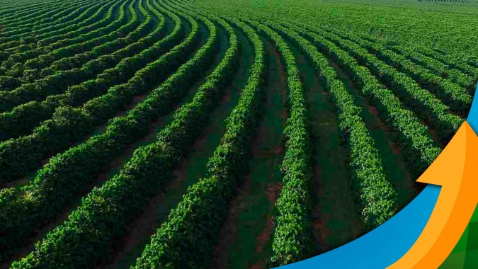 Mercado otimista associado a preocupação global: Arábica e robusta avançam quase 6%