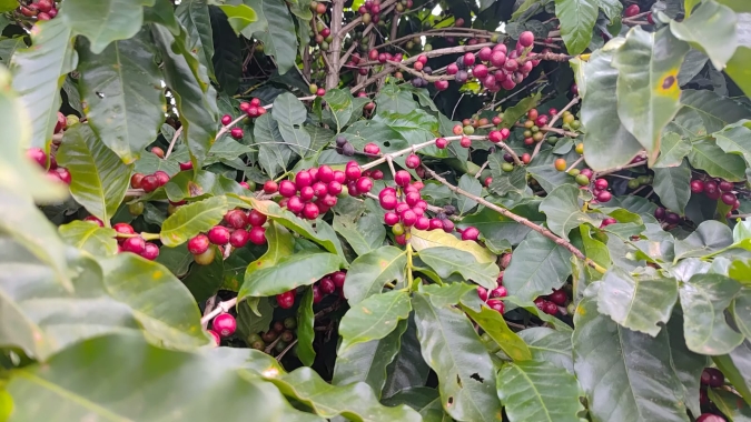 Café: Importações, exportações e produção; confira análises da Hedgepoint