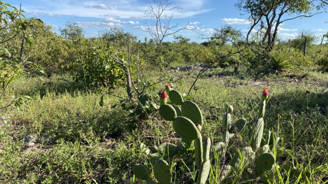 Itaú BBA viabiliza primeiro projeto do Eco Invest Brasil na Caatinga com a Agrovale
