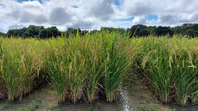 Embrapa testa novas cultivares de arroz irrigado para Roraima