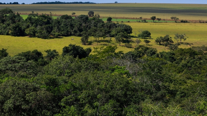 Fundos estrangeiros trarão recursos para o Brasil com preservação ambiental, diz Tebet