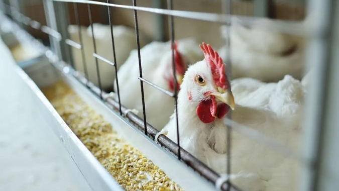 Influenza aviária reaparece na Holanda e leva ao abate de mais de 135 mil aves
