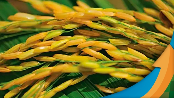 Dia Internacional do Arroz: setor se divide entre comemoração por empregos e avanço das pesquisas e apreensão com custos altos e redução de área