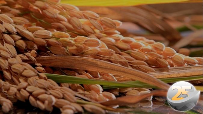 Exportações e dólar vão definir preços do arroz no Brasil