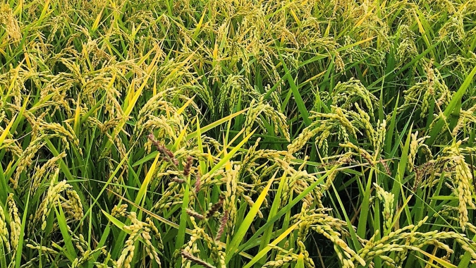 Farsul divulga nota técnica sobre impactos da queda do preço do arroz na arrecadação do ICMS