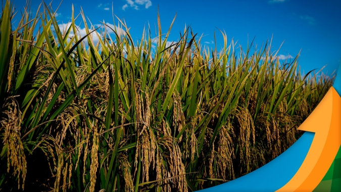 Diante de baixo volume nos reservatórios do RS, recomendação da Federarroz é priorizar irrigação do arroz nas áreas já em floração