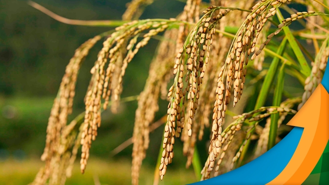 Arroz sobe 7% em novembro e se mantém firme,  acima dos R$100/saca há 90 dias