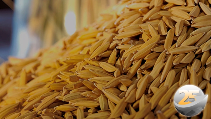 Preços do arroz são minimamente remuneradores para safra passada, mas ficam abaixo dos custos da próxima temporada