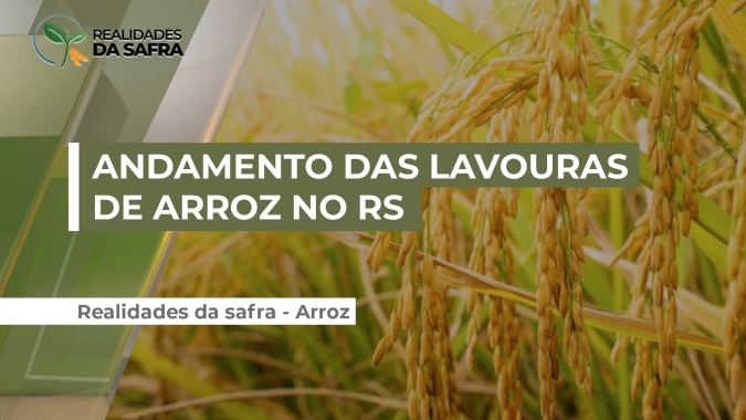IRGA estima aumento de área para o arroz no Rio Grande do Sul