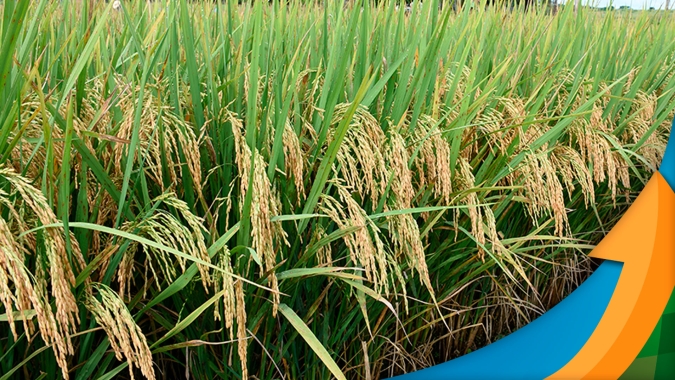RS começa a plantar safra de arroz com expectativa de redução de área