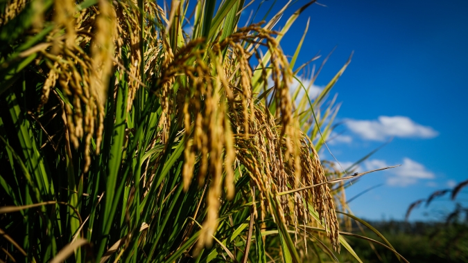 Arroz/Cepea: Preços continuam em alta, mas reajustes perdem força no RS