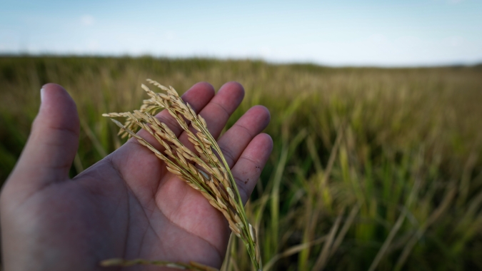 Conab anuncia R$300 mi para apoiar produtores de arroz no Brasil