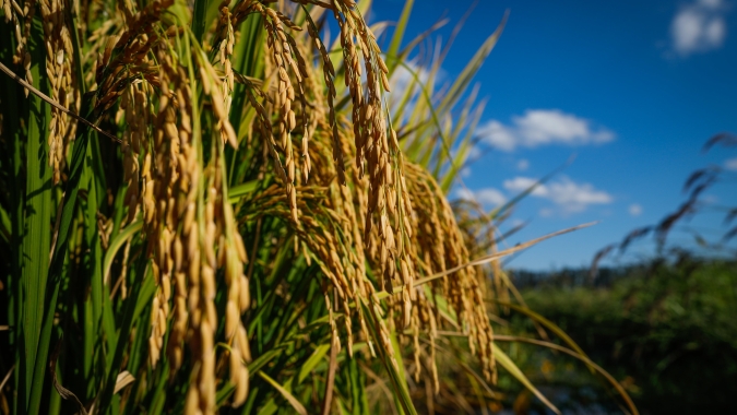 Arrendamento de áreas é o principal componente do custo de produção do arroz em SC