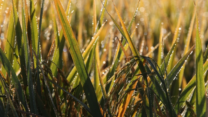 IRGA lança estimativa da safra de arroz 2022/2023