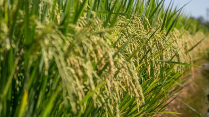 Único arroz brasileiro a contar com Denominação de Origem será destaque no Connection Terroirs do Brasil