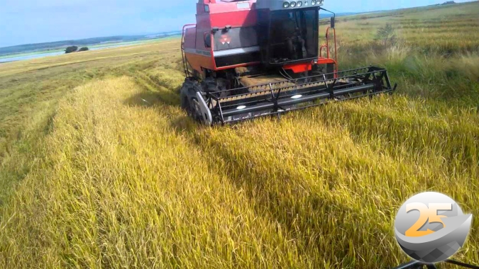 Colheita do arroz ainda está no início, mas região de Uruguaiana/RS já espera grandes perdas