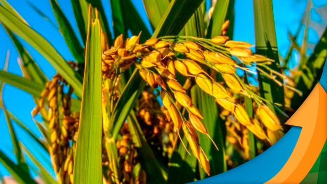 Exportações brasileiras de arroz buscam recuperação após dificuldades com frete marítimo e falta de containers