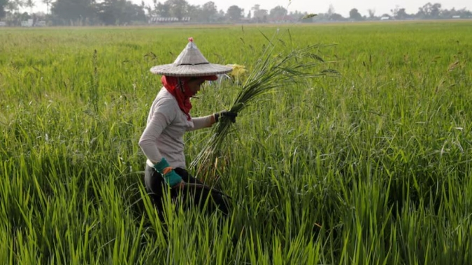 Filipinas declaram "emergência de segurança alimentar" para controlar preços de arroz no varejo