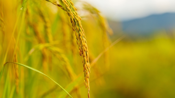 Arroz/Cepea: Preços têm comportamentos distintos