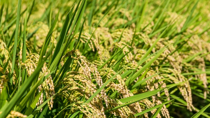 Arroz/Cepea: Menor oferta interna e bom fluxo de exportação elevam cotações