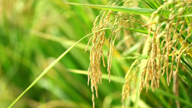 Arroz/Cepea: Indicador segue firme