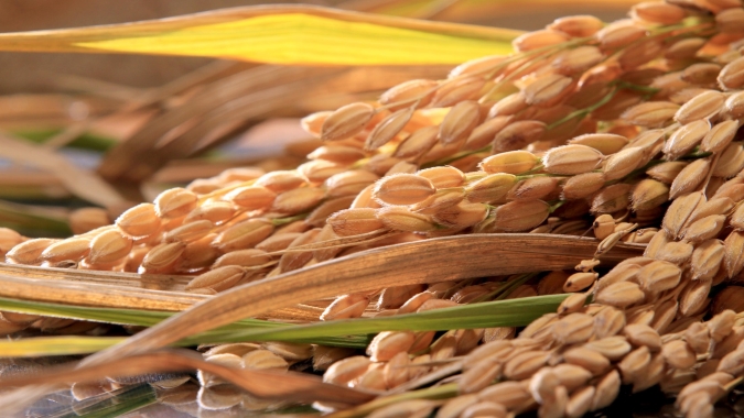Preços do arroz recuam após dois meses de alta e mercado busca novo equilíbrio